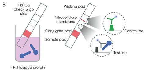 His Tag Production And Purification Abcam