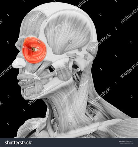 Orbicularis Oris Muscle