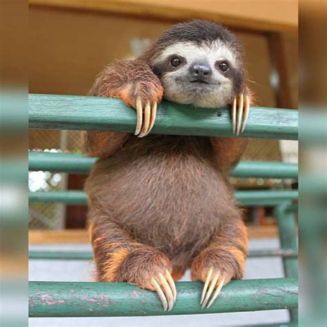 Top 94 Wallpaper Picture Of A Baby Sloth Full Hd 2k 4k