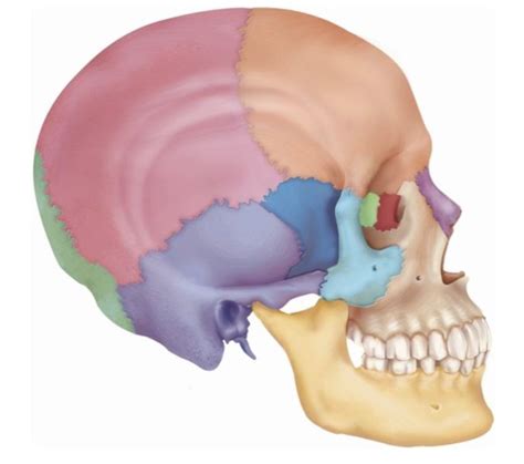 Procedures 3 Skull Bones Diagram Quizlet