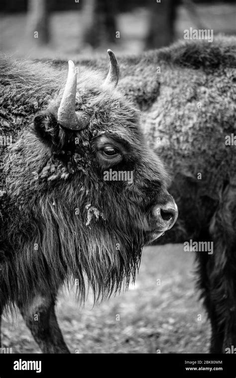 Bison Enclosure Hi Res Stock Photography And Images Alamy