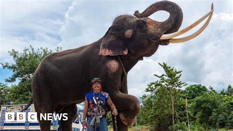 Elephants Covid And Ethics Reshape Thailand S Tourism Industry