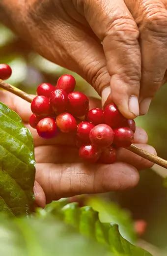 ☕ Cultivo De Café Aplica Los Mejores Fertilizantes ☕