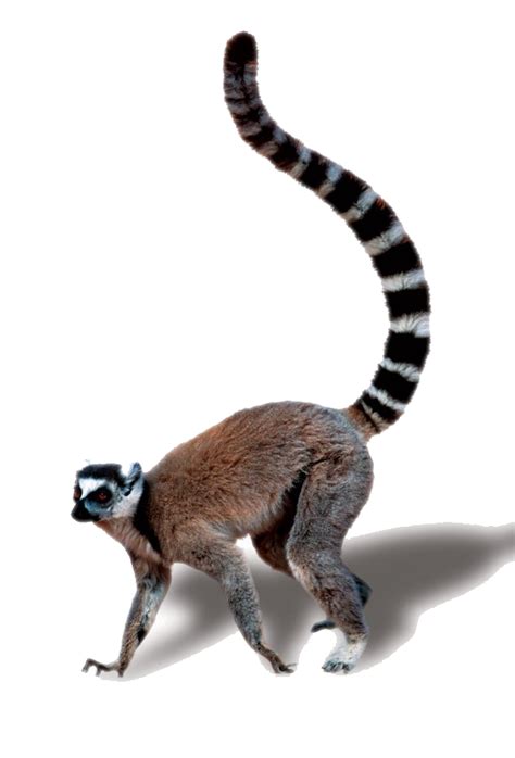 Lemur Tail Transparent Free Png Png Play