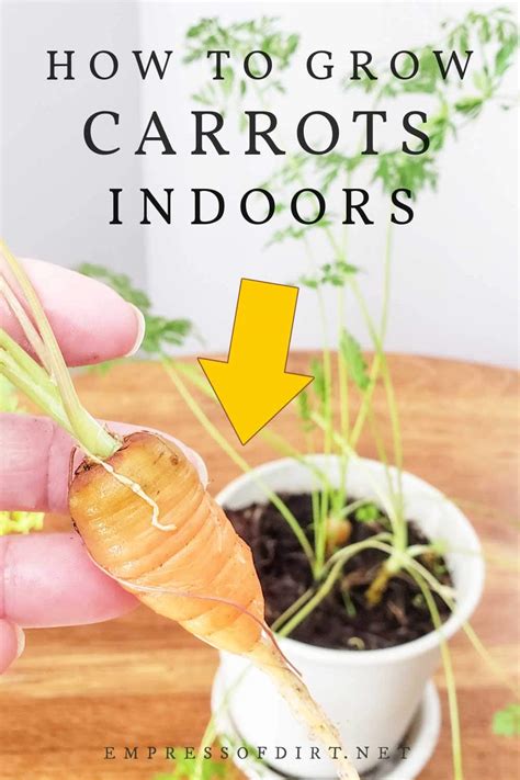 How To Grow Carrots Indoors At Home In Flower Pots