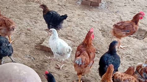 Desi Murgi Farm In Hisar Haryana YouTube