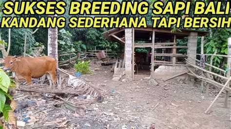 Sukses Breeding Sapi Bali Kandang Sederhana Youtube