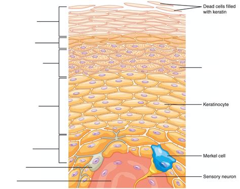 Layers Of Epidermis Labeling Diagram Quizlet