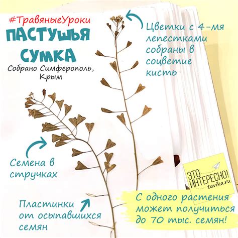 Травяные уроки. Урок 9. Пастушья сумка - tavika.ru