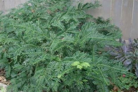 Evergreen Deer Resistant Shrubs — PlantingTree.com