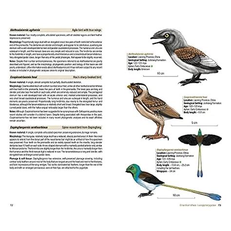 Snapklik Birds Of The Mesozoic An Illustrated Field Guide