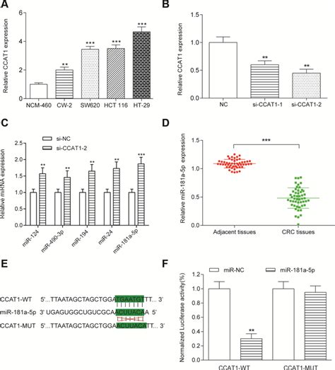 Targeting Relationship Between CCAT1 And MiR 181a In HT 29 Cells A