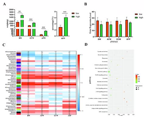 Expression Levels Of ZNF625 In High And Low Abdominal Fat Percentage