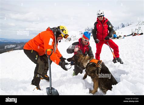 A Mountain Rescue Team Practices With Avalanche Dog Stock Photo - Alamy