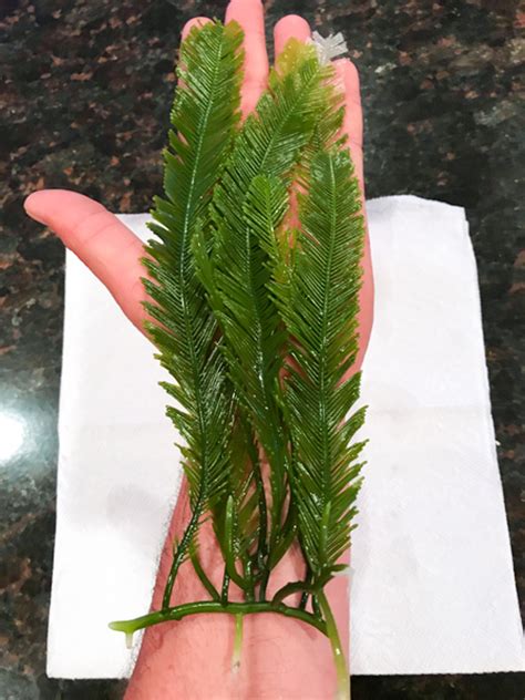 Jumbo Fern Macro Algae for Sale | Buy Jumbo Feather Macro algae