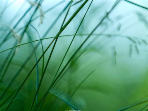 Semplici Bellissimi Sfondi Verde Natura Erba Foglia Pianta