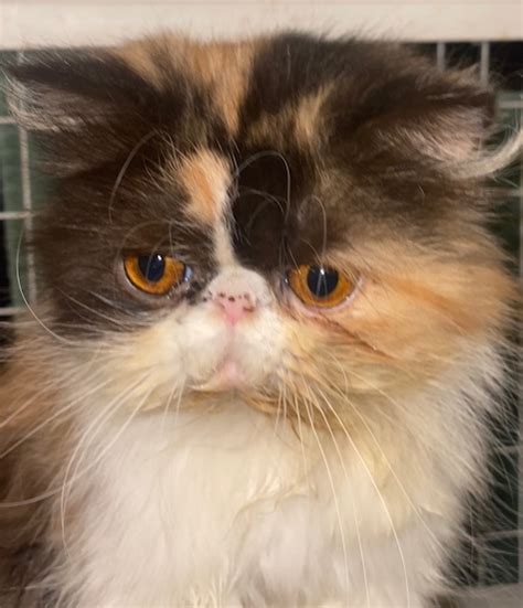 Aspen Persian Himalayan Cat Rescue