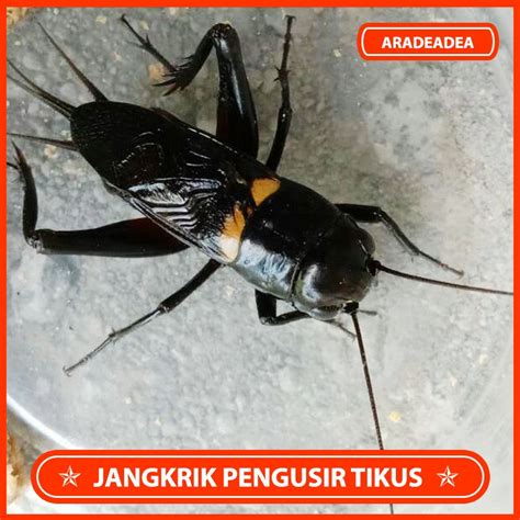 Jual Jangkrik Jaliteng Pengusir Tikus Jangkrik Alam Jangkrik