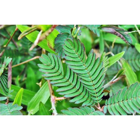 Jual Daun Putri Malu Segar Kg Gratis Daun Lantana Camara Shopee