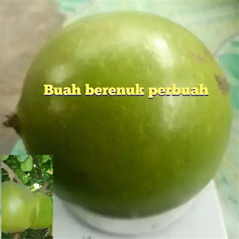 Buah berenuk per 1 buah | Lazada Indonesia