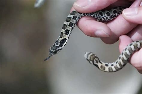 Learn About 10 Rarest Snakes In The World – ShutterBulky