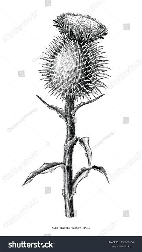 Milk Thistle Plant Botanical Hand Draw Stock Vector (Royalty Free ...