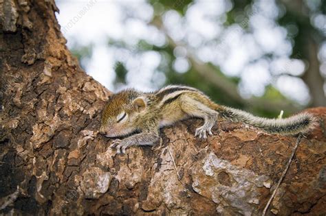 Baby Indian palm squirrel - Stock Image - C029/3648 - Science Photo Library