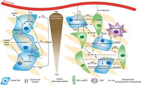 Metabolic Crosstalk Within The Microenvironment There Is Extensive And