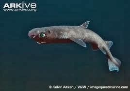 Dwarf lanternshark - Alchetron, The Free Social Encyclopedia