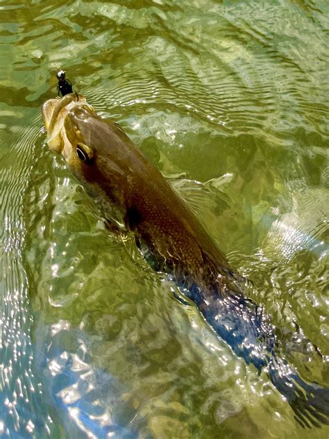 Merced River Fishing Report — Gregory Nespor Fly Fishing Yosemite Fly ...