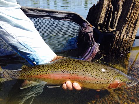 Fly Fishing Central Oregon Rivers – The Hook Fly Shop_Home of Cascade Guides