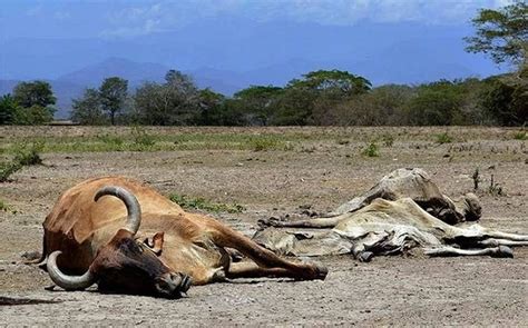 Unas Vacas Han Muerto Por Hambruna Y Sequ A En Choluteca