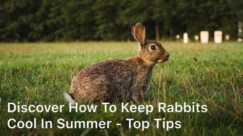 Discover How To Keep Rabbits Cool In Summer Top Tips