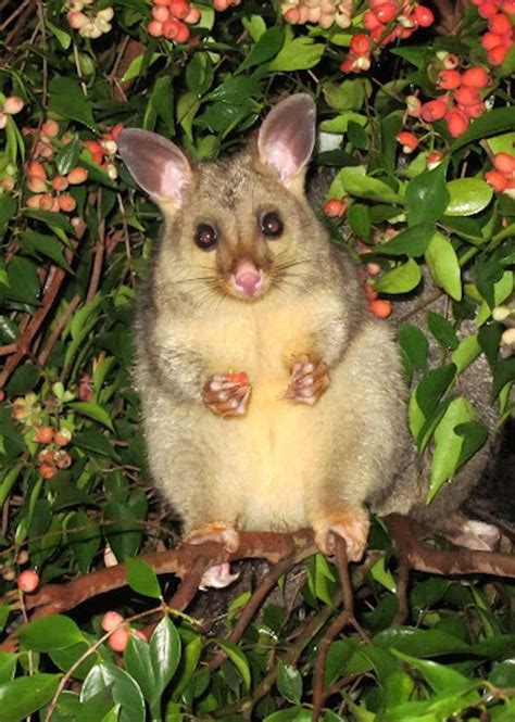 Кузу | Пикабу