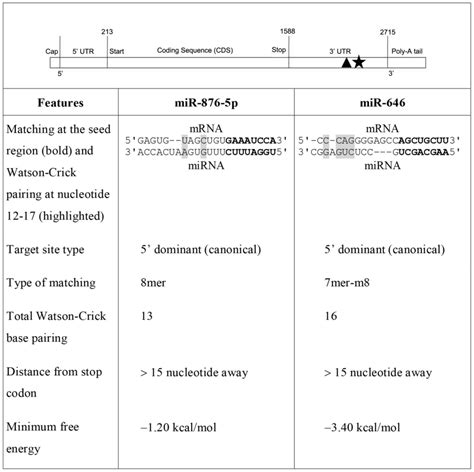 Downregulation Of Human Choline Kinase α Gene Expression By Mir 876 5p