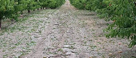 El Granizo Ocasiona Da Os En Hect Reas De Frutales En Cieza La