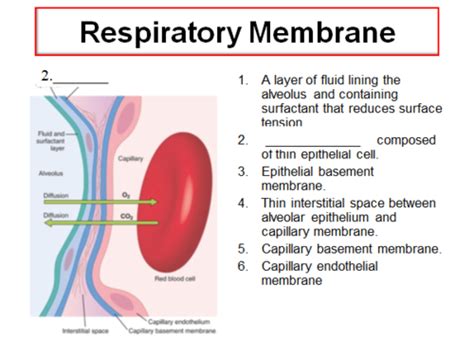 Respiratory Membrane Layers