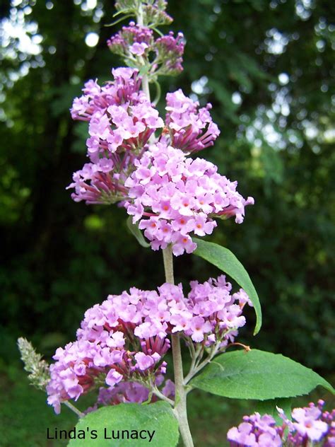 Purple Butterfly Bush Tree