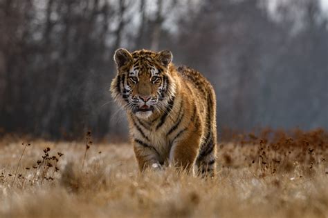 Tygrys azjatycki opis występowanie i zdjęcia Zwierzę tygrys