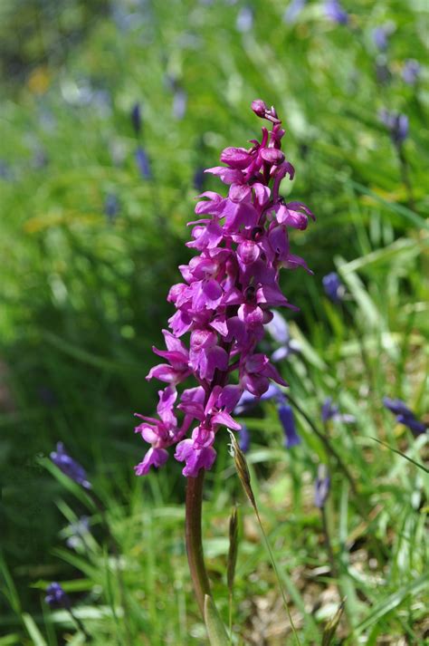 Wild Orchid Growing In The Wilds Of Scotland Orchids Wild Orchid