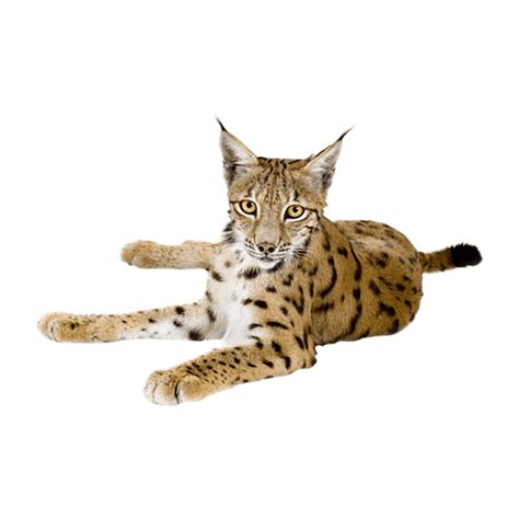 Photo Clipart Cute Clipart Animal Categories Png Photo Bobcat Lynx