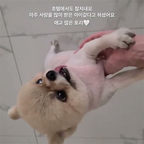 애견호텔에서의 하루 어디서나잘지내요 애교쟁이거든요 강아지 Pomeranian 강아지브이로그 반려견 Pets 강아지일상