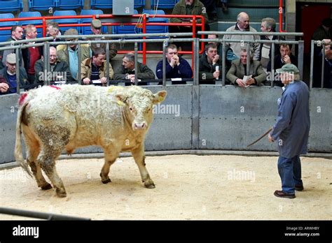 Livestock sale at Aberdeen and Northern Mart, Thainstone, Inverurie ...