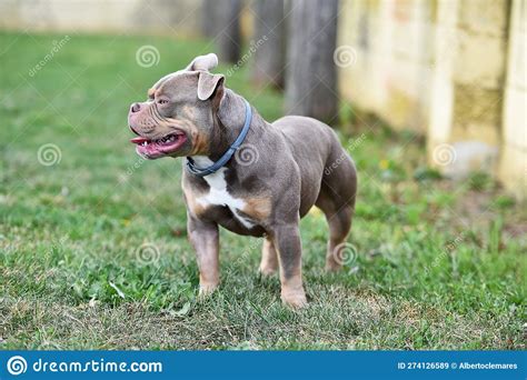 A Muscular Dog of the American Bully Breed Stock Image - Image of ...