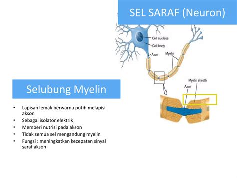 Sistem Saraf Pptx Version Ppt