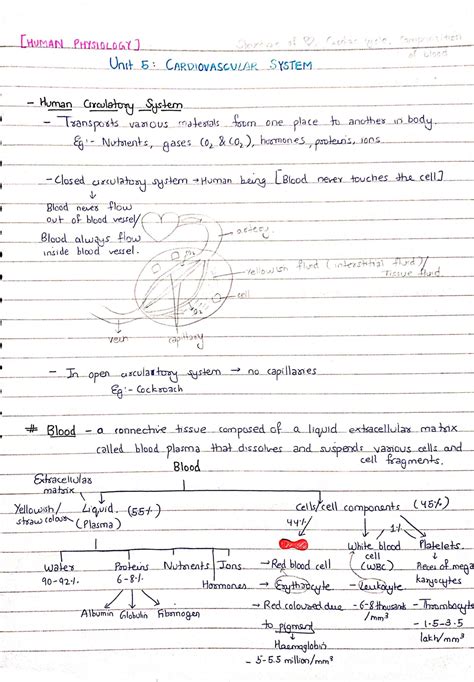 Human Circulatory System Cardiovascular System Human Physiology