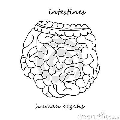 Intestines Realistic Hand Drawn Icon Of Human Internal Organs Line