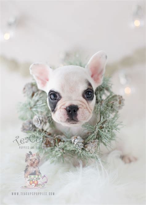 Teacup Cute French Bulldog Puppies - Pets Lovers