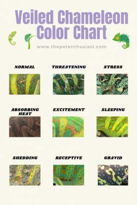 Veiled Chameleon Colors: Mood Color Chart And Meanings