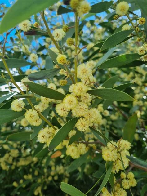 Acacia Blackwood Wattle Hello Hello Plants